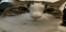 a close up of a cat 's face with a blurry background .