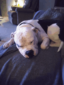 a dog is laying on a couch with its eyes closed