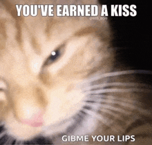 a close up of a cat with the words `` you 've earned a kiss gibme your lips ''