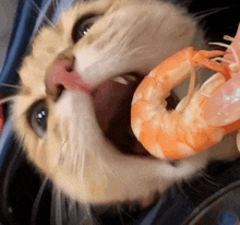 a close up of a cat eating a shrimp with its mouth open .