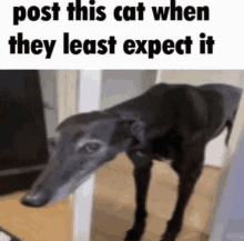 a picture of a dog with a caption that says post this cat when they least expect it .