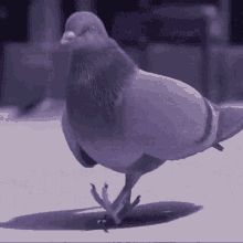 a pigeon is walking on its hind legs on a concrete surface