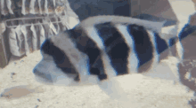 a black and white striped fish is swimming in the sand