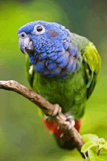 a blue and green parrot is perched on a tree branch