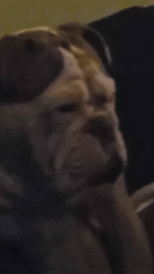 a close up of a dog 's face with a very wrinkled face