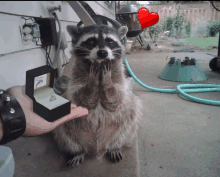 a raccoon holding a box with a ring in it