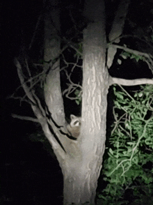 a raccoon in a tree at night with a light shining on it