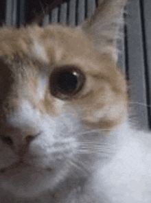 a close up of a brown and white cat 's face .