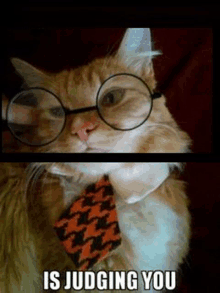 a cat wearing glasses and a tie with the caption is judging you .