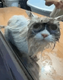 a wet cat is standing on a wooden table looking at the camera .