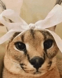 a cat wearing a white bow on its head .