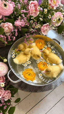 a bunch of ducklings are swimming in a bowl of water