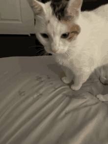 a calico cat is standing on a bed with a white blanket