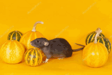 a black rat is standing between a bunch of small pumpkins on a yellow background .