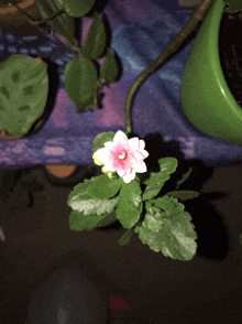 a small pink flower with a yellow center sits on a plant