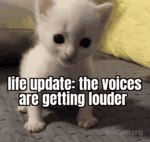 a white kitten with a caption that says " life update : the voices are getting louder "