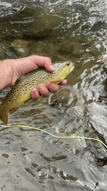 a person holding a brown trout in their hand in the water