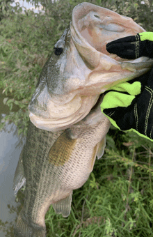 a person is holding a large fish in their hands