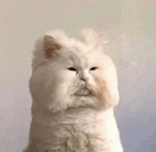 a white cat with a funny face is sitting on a table .