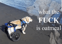 a dog in a wheelchair on the beach with the words " what the fuck is oatmeal " below it