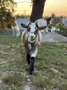 a brown and white goat is standing in a field