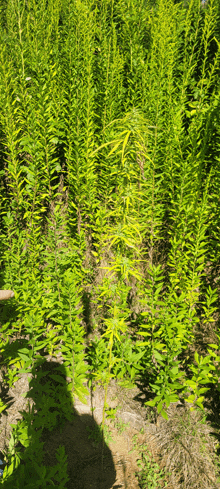 a row of tall green plants growing in the dirt