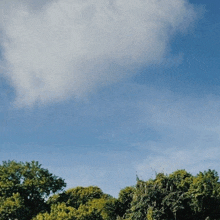 trees against a blue sky with a few clouds