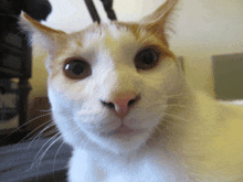 a close up of a white cat 's face with a red nose