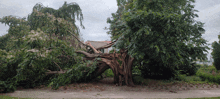 a tree with a lot of branches and leaves on it