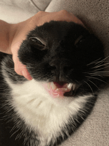 a person petting a black and white cat with its eyes closed