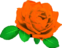 a close up of an orange rose with green leaves on a white background