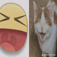 a picture of a cat next to a picture of a smiley face that says instantcatz