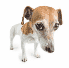 a small brown and white dog is standing on a white background .