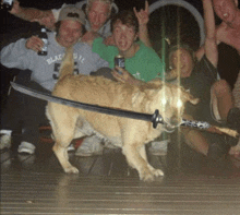 a dog with a sword in its mouth is surrounded by a group of people including a man wearing a black sweatshirt