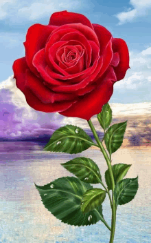 a red rose with water drops on the leaves is in front of a body of water