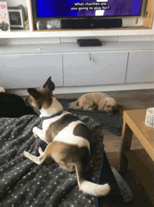 two dogs are laying on a blanket in front of a television screen that says what charities are you going to play for