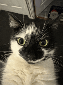 a black and white cat looks at the camera with a santa claus doormat in the background