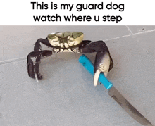 a crab is holding a knife in its claws and says this is my guard dog watch where u step