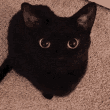 a black cat with big eyes is laying on a carpet