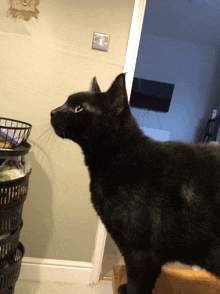 a black cat is standing in a hallway looking at something