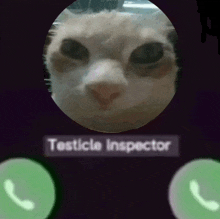 a picture of a cat with the words testicle inspector written below it