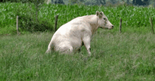 a white cow is laying down in a field of tall grass