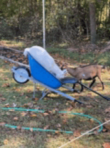 a goat is pulling a blue wheelbarrow with a blanket on it .