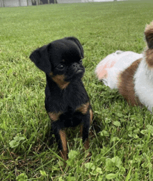 a small black and brown dog is sitting in the grass next to a small guinea pig