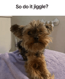 a small dog laying on a purple blanket with the words so do it jigge