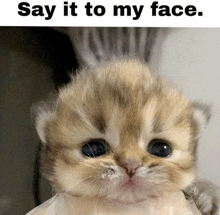 a kitten is being held by a person and the caption says " say it to my face "