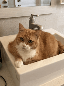 an orange and white cat is laying in a sink