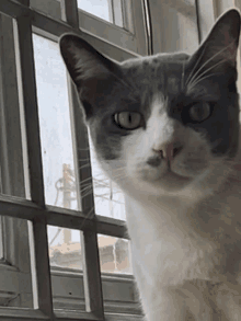 a gray and white cat is looking out of a window