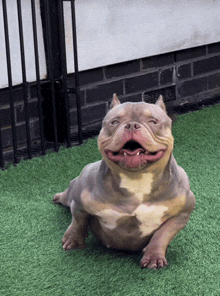 a dog is laying on the grass and smiling with its mouth open