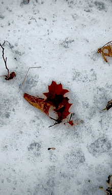 a red maple leaf is laying on a snowy surface